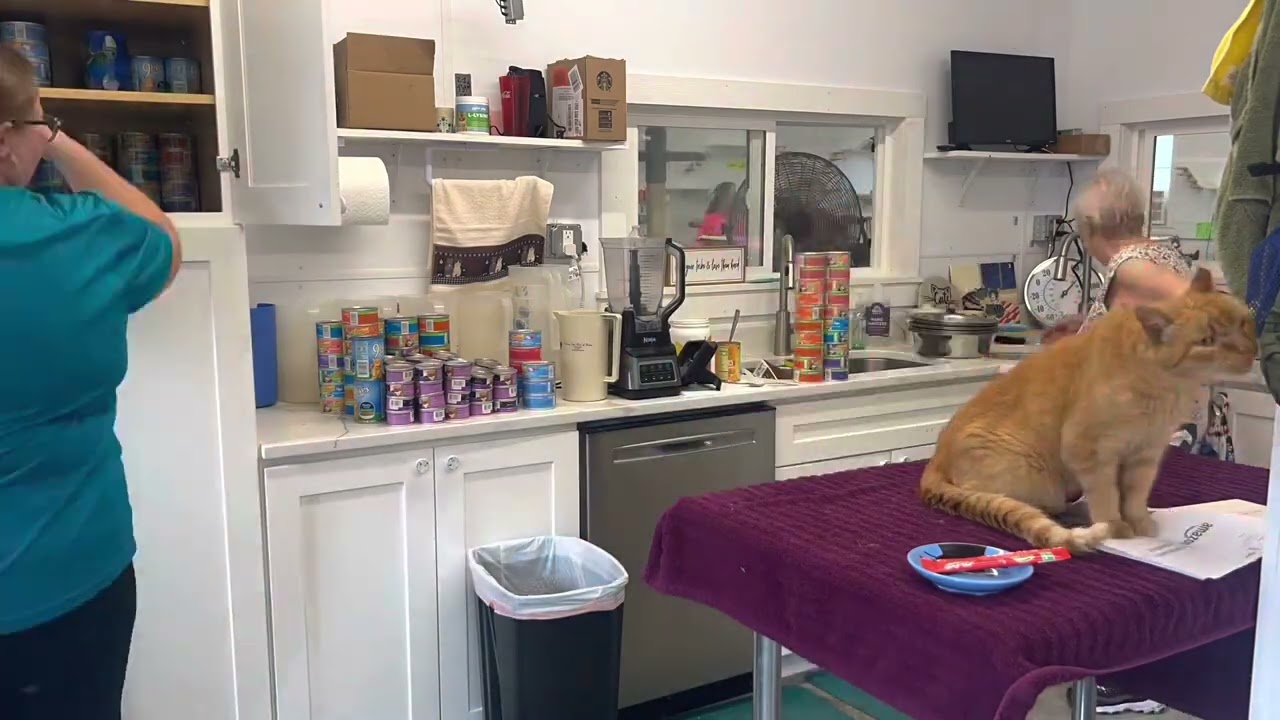 Сезон 1, серия 1: Как приготовить «суп»! 🐾🐾 