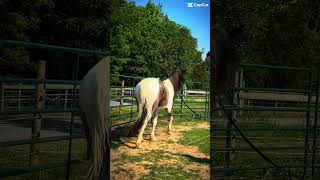 He’s starting to get the concept of lunging I just gotta make him want it cuz sometimes he justparks