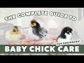 HOW TO RAISE CHICKS EASY Baby Chicken Care 101 Egg Laying Hens For Beginners Backyard Flock