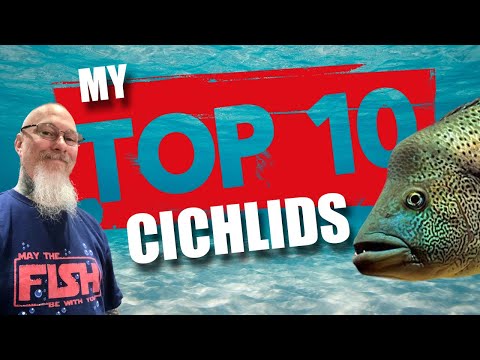 Video: Cichlid Fish: Top 15 cose che devi sapere