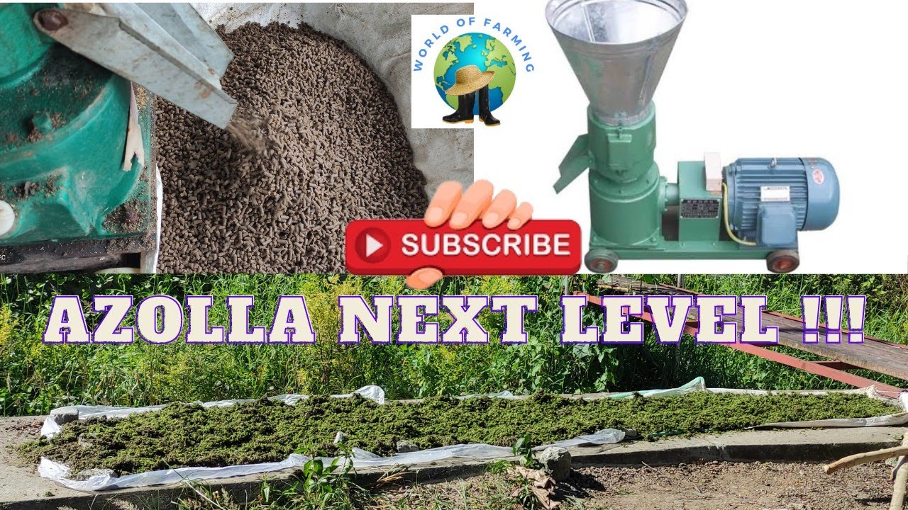 UNLI FEEDS 😎 DIY pellet feeds using rice bran and azolla | Sobra tipid sa pagkain nito 👌👌👌