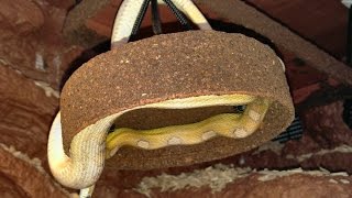 My Corn Snakes Always Fall From Somewhere