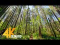 Hiking Around the Lake Trail, Tiger Mountain Area, WA - 4K Virtual Forest Walk with Birds Chirping