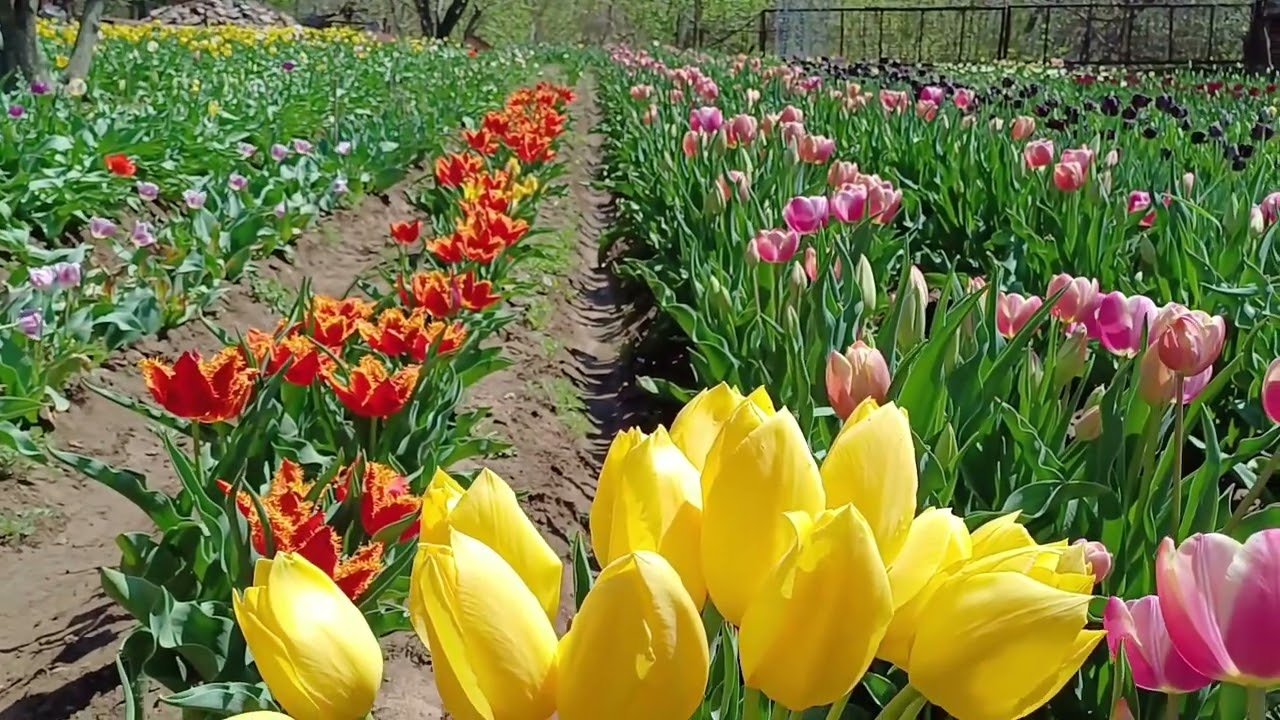 Ҳаракат — ниятнинг исботи... #tulip #flowers #harakat #niyat #natija 