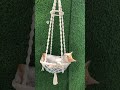 Macrame Cat Bed #cats#gatos#macrame#catbed#lovecats#littlecat#handmade#decor#amogatos#viralcats