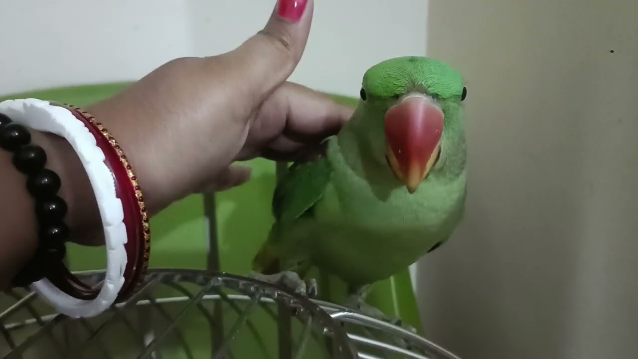 Why Is Laddu So Sad Today? 😢 | My Alexander Parrot Emotional Moments