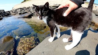 【猫島】海辺を散歩していたハチワレ猫が岩の上で動けなくなる
