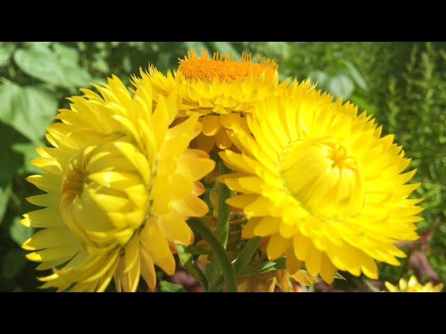 Гелихризум / Helichrysum / Выращивание, когда срезать/ ЛУЧШИЕ Сухоцветы