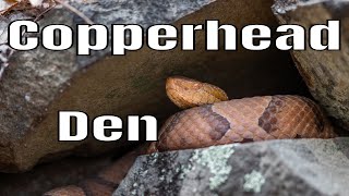 Copperhead Den
