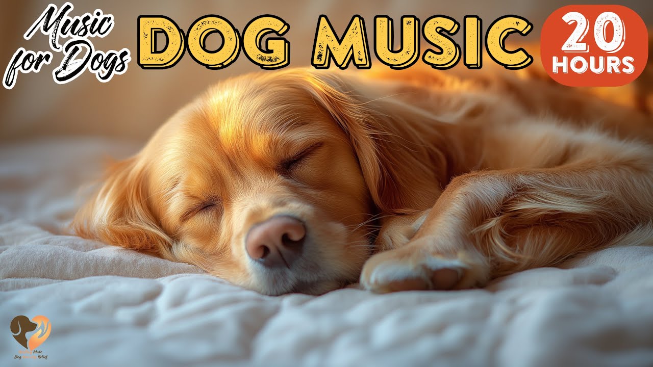 20 HOURS of Dog Calming Music🐶🎵Dog Sleep🎵💖Dog Rest Music🎵💖Dog Stability Music