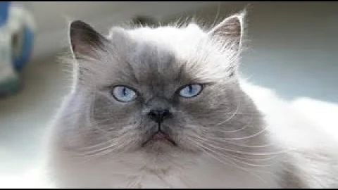 Video 1506711: face himalayan persian cat, doll face himalayan persian, blue point himalayan persian