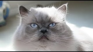 In Memory of Little Girl  Blue Point Doll Face Himalayan Persian Cat