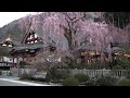 身延山久遠寺　樹齢400年　枝垂桜とお経