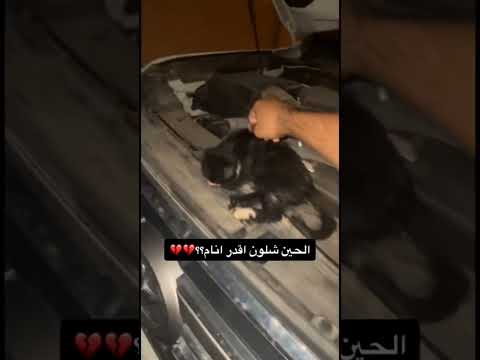 شاب يشغل السياره ويكتشف ان داخل الكبوت قطه 