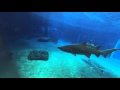 Shark Tank at uShaka Marine World
