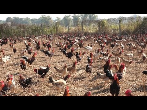 Mô hình chăn nuôi gà thả vườn khởi nghiệp từ sức trẻ | Foci