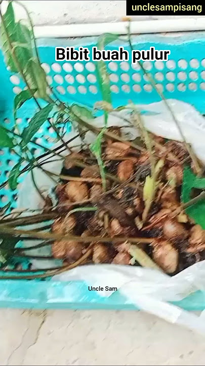 Bibit buah pulur
