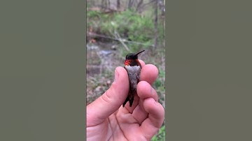 Hummingbird The Fastest Tiny Bird on Earth #shorts