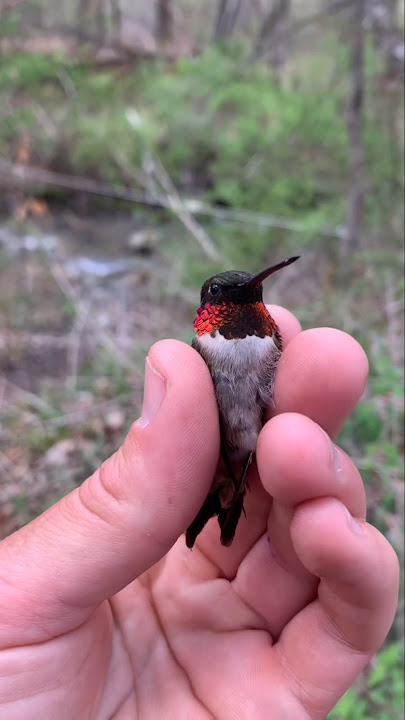 Hummingbird The Fastest Tiny Bird on Earth #shorts