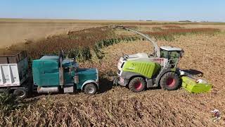 Chopping Sorghum Silage/Milo in Southwest Kansas