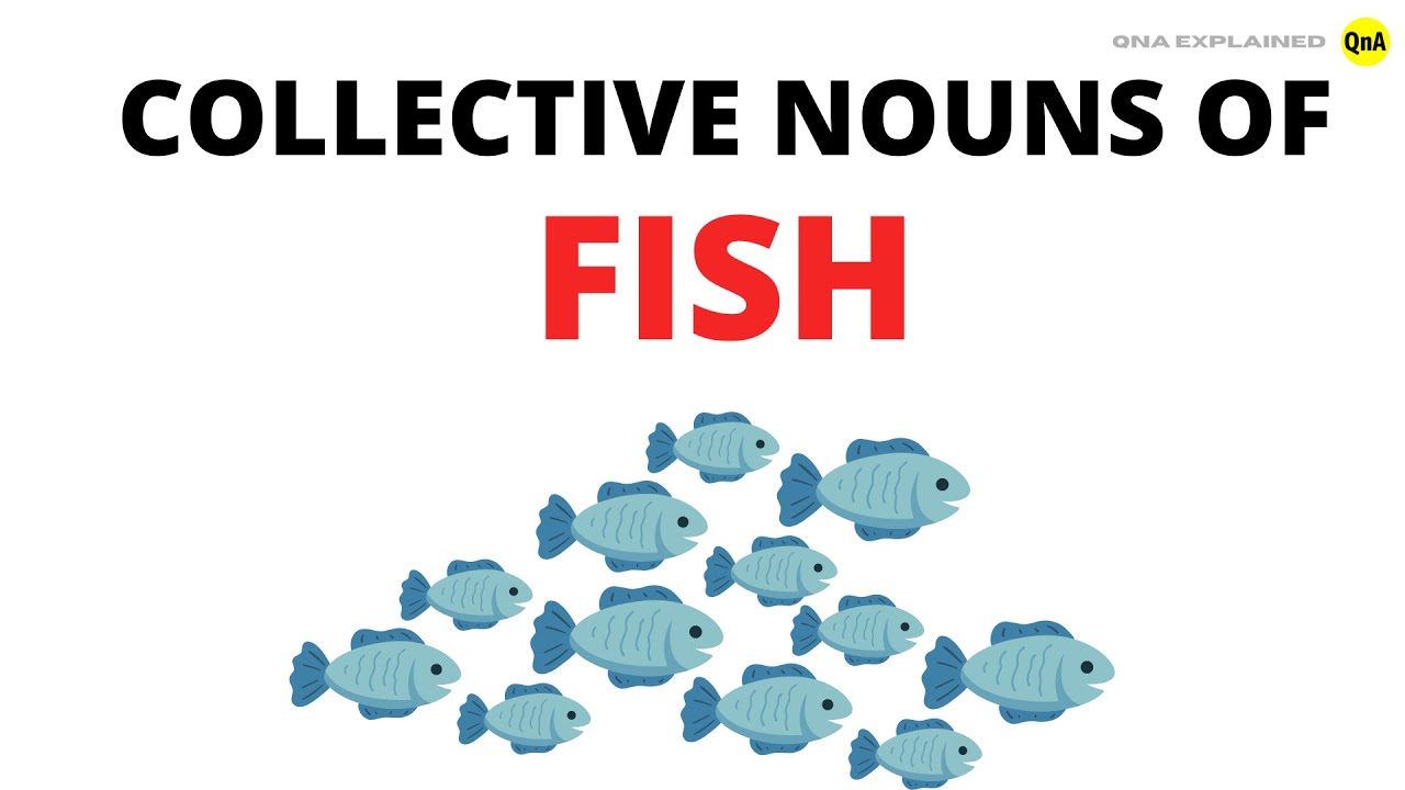 What are the collective nouns of fish? - QnA Explained - YouTube