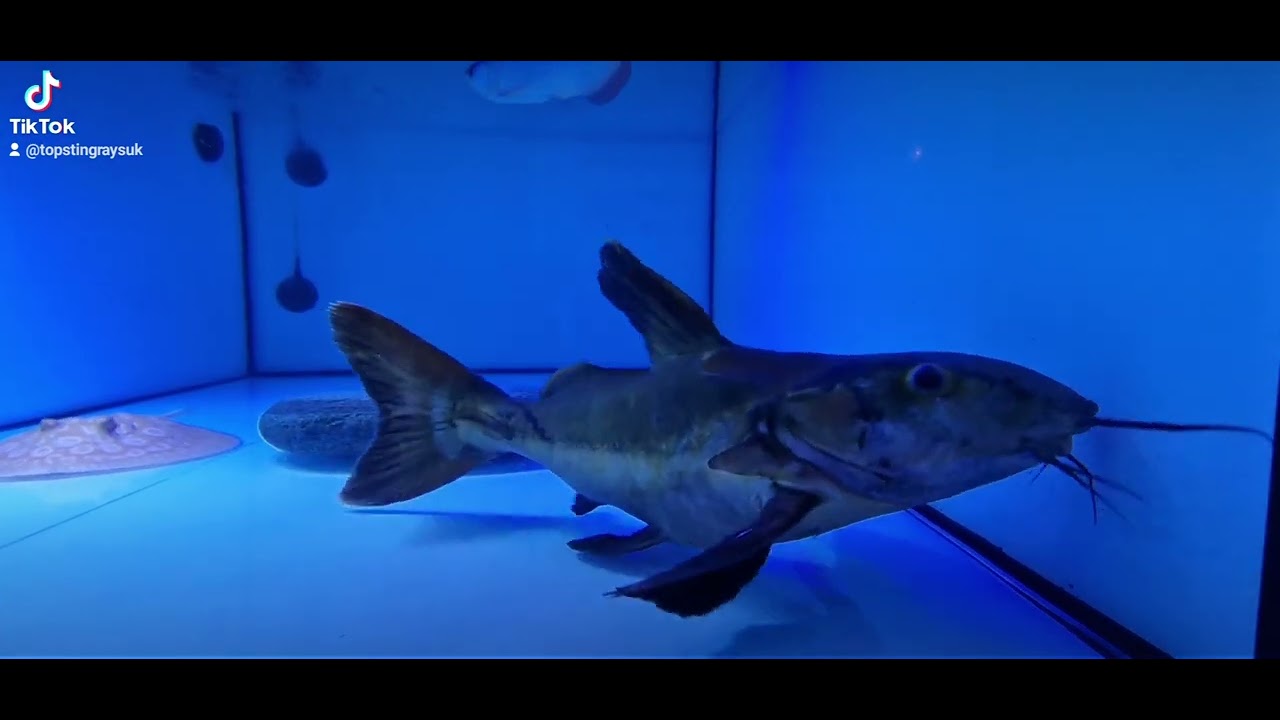 Ripsaw Catfish x Red tail catfish15 inch180£Genteel giantDelivery