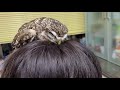 頭の上で寝るフクロウ