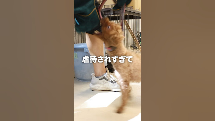 【咬傷】虐待され続けた犬の末路...