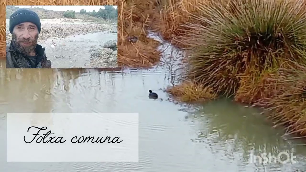 EL TREN DE BORRASQUES