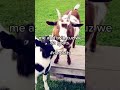 🐐 #fypシ゚viral #noflop #love #GOAT#TheGoat #brainrot #67