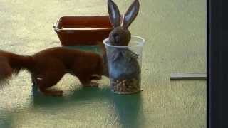 Squirrel Easter surprise