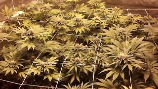 Week 5 flower