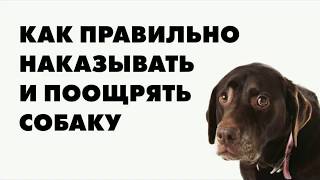 Как правильно наказать и поощрить собаку Как правильно наказать и поощрить собаку