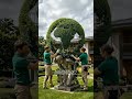 Huge Responsibility For him #uk #usa  #topiary #gardenart #viral #goviral
