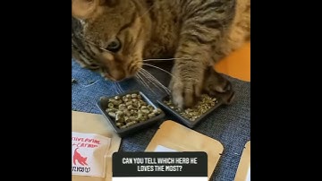 Testing catnip, valerian and catnip, and silvervine and catnip on my cat