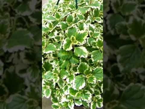 Video: 9-зонадагы бакчалар үчүн дайыма жашыл өсүмдүктөр - 9-зонада дайыма жашыл дарактарды тандоо