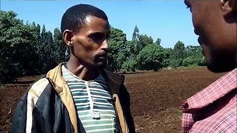 Quality Protein Maize (QPM) Sowing