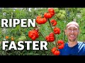 How to Trick Tomatoes into Producing Earlier and Ripening Faster