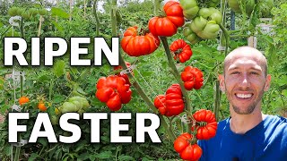 How to Trick Tomatoes into Producing Earlier and Ripening Faster