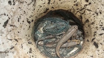 Cà mau lội rừng ngập mặn bắt cá thòi lòi