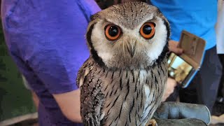 Experience the Intimate Owl Cafe: Up Close and Personal with Owls🦉