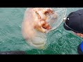 진짜 충격적인 크기네요.. 100kg 초대왕 독해파리 잡았습니다..  giant jellyfish