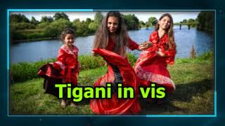 Tigani in vis - Ce înseamnă dacă visezi țigani