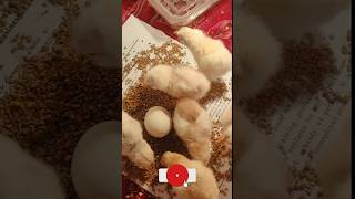 incubator.. chicken chicks 🐤 hatching #viralvideo #shortfeed #funny #shorts