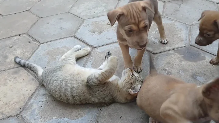 Video 10329661: sphynx cat fight, cat kitten dog