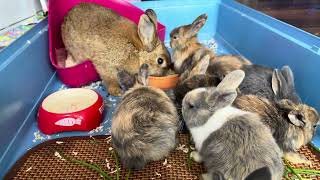 4K rabbit reunion mama Elle bunnies mix with Sarah bunnies