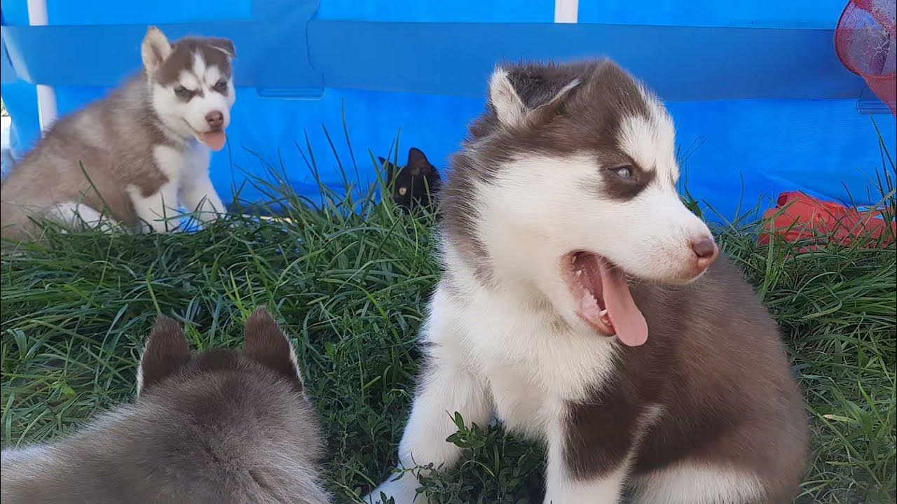 Реакция хаски. Хаски смешно реагирует. Бывает ли у хаски аллергия. Свист для собак. Капелла хаски больше нет.