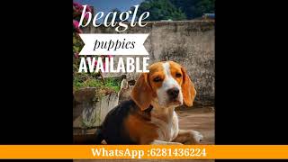 Shitzu and Beagle Puppies available | Pets TV Telugu by Pet's TV Telugu 5,153 views 2 years ago 2 minutes, 4 seconds