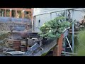 Sculptural Spruce Repotting