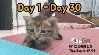 Lovely 1 month growth from the day the kitten was born  【Tiga Begins EP.04】